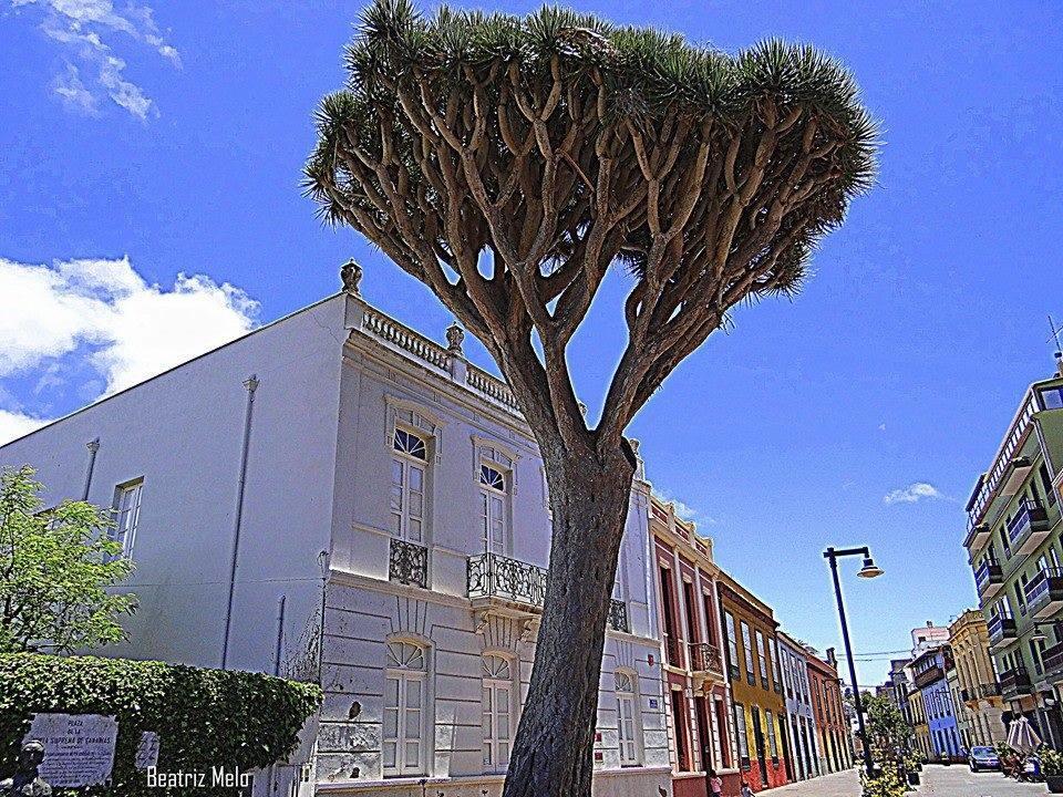 לה לגונה Apartamento Ossuna מראה חיצוני תמונה